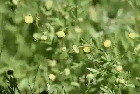 نبات الكتولة anthemoides في بيئته الطبيعية