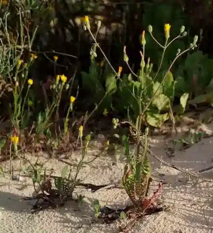 نبات الكريبيس aculeata في بيئته الطبيعية