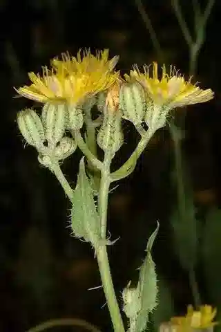 نبات الكريبيس aspera var. inermis في بيئته الطبيعية