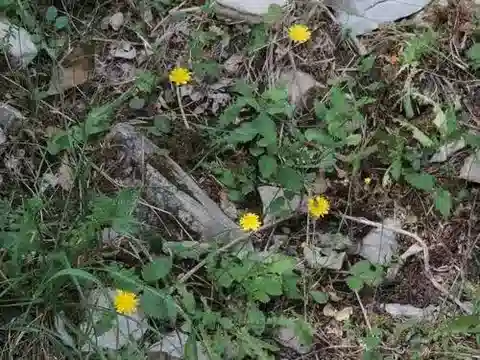 نبات الكريبيس leontodontoides في بيئته الطبيعية