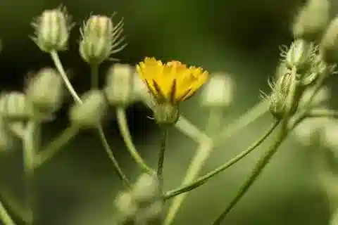 نبات الكريبيس micrantha في بيئته الطبيعية