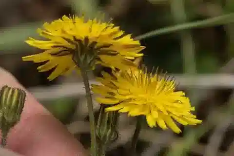 نبات الكريبيس sancta subsp. obovate في بيئته الطبيعية