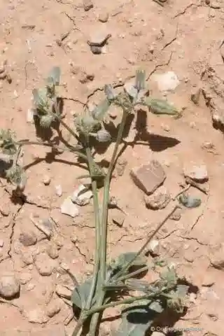 نبات الكريبيس senecioides في بيئته الطبيعية
