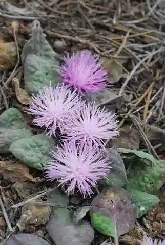 نبات الكوكوديليوم creticum في بيئته الطبيعية