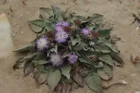 نبات الكوكوديليوم pumilio في بيئته الطبيعية