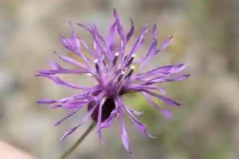نبات الكروبينا crupinastrum في بيئته الطبيعية