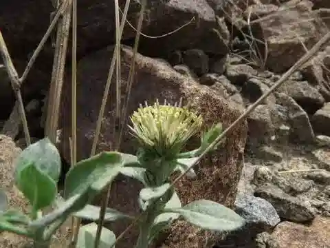 نبات الديكوما schimperi في بيئته الطبيعية