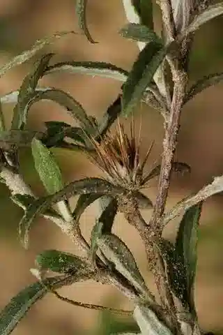 نبات الديكوما tomentosa في بيئته الطبيعية