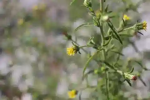 نبات الدترشية graveolens في بيئته الطبيعية
