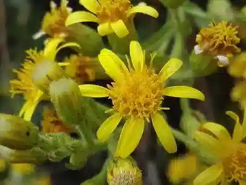 نبات الدترشية viscosa subsp. angustifolia في بيئته الطبيعية