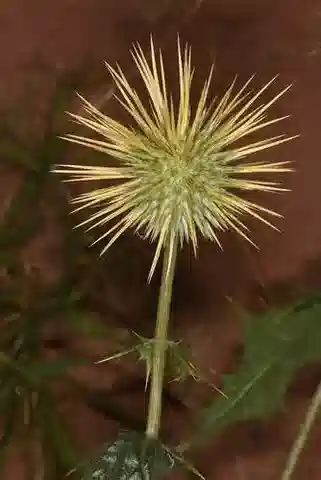 نبات القرقف galalensis في بيئته الطبيعية