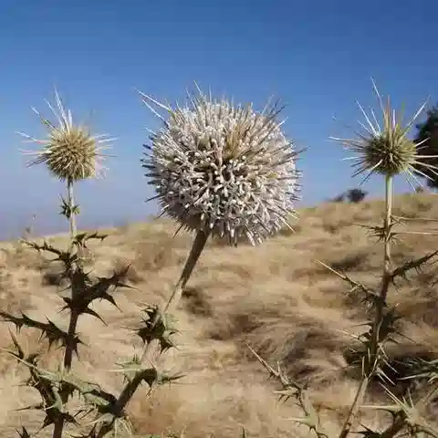نبات القرقف macrochaetus في بيئته الطبيعية