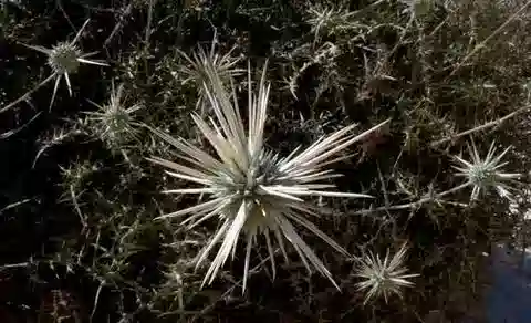 نبات القرقف polyceras في بيئته الطبيعية