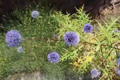 نبات القرقف spinosissimus subsp. spinosissimus في بيئته الطبيعية