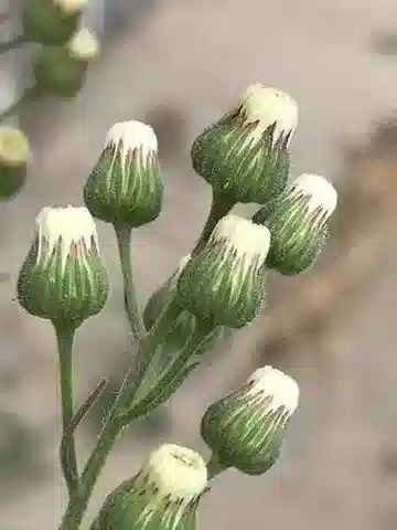 نبات الإريجيرون bonariensis في بيئته الطبيعية