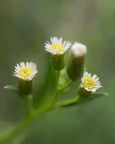 نبات الإريجيرون canadensis في بيئته الطبيعية