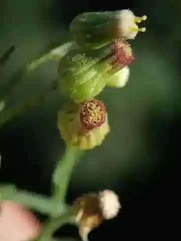 نبات الإريجيرون floribundus في بيئته الطبيعية