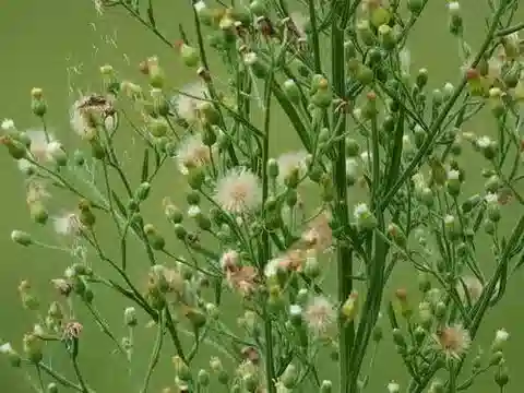 نبات الإريجيرون sumatrensis في بيئته الطبيعية
