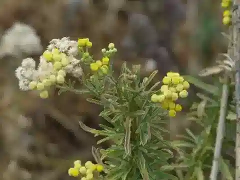 نبات الإشنبخية stricta var. pinnatifida في بيئته الطبيعية
