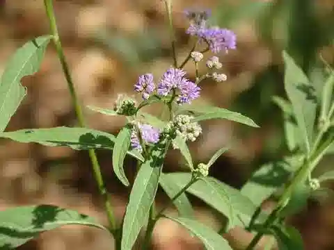 نبات الإيثولية conyzoides subsp. conyzoides في بيئته الطبيعية