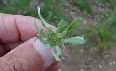 نبات الفلاغو contracta في بيئته الطبيعية