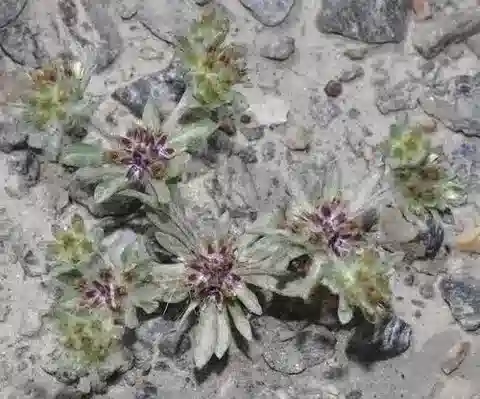 نبات الفلاغو desertorum في بيئته الطبيعية
