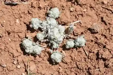نبات الفلاغو griffithii في بيئته الطبيعية