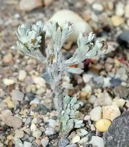 نبات الفلاغو mareotica في بيئته الطبيعية