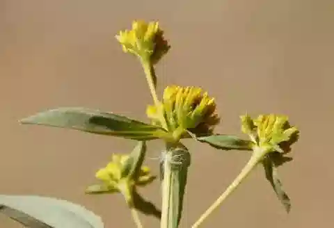 نبات الفلافيرية bidentis في بيئته الطبيعية