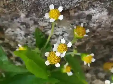 نبات الغالينسوغة parviflora في بيئته الطبيعية