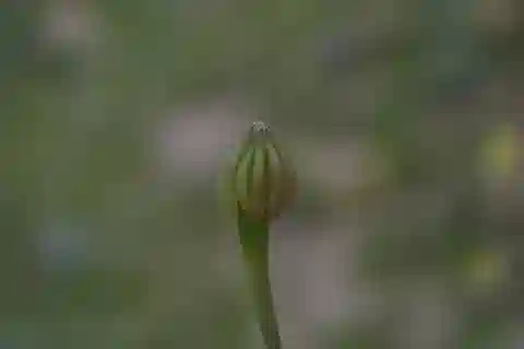 نبات الغارهاديولوس hedypnois في بيئته الطبيعية