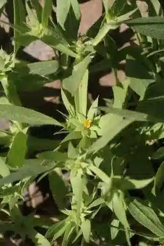 نبات الغيغيرية alata في بيئته الطبيعية