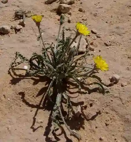 نبات الجلاسية psychrophila في بيئته الطبيعية