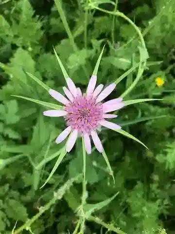 نبات الجروبوجون hybridus في بيئته الطبيعية