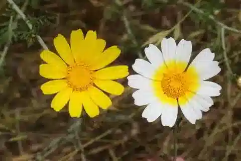 نبات الغليبيونس coronaria في بيئته الطبيعية