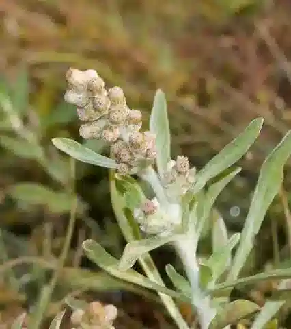 نبات الغنفليوم polycaulon في بيئته الطبيعية