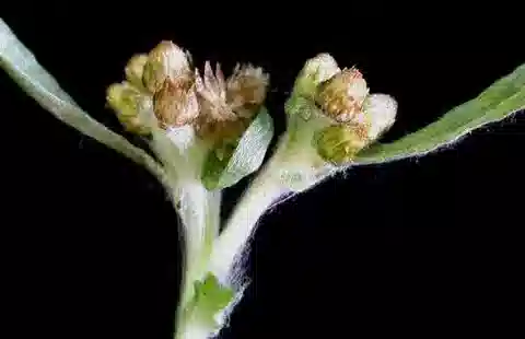 نبات الغنفليوم uliginosum في بيئته الطبيعية