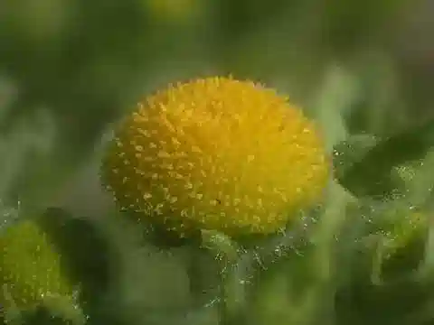 نبات الغرنجية maderaspatana في بيئته الطبيعية