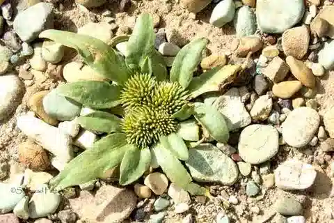 نبات الجيمنارينا micrantha في بيئته الطبيعية