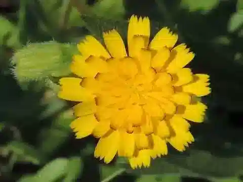 نبات الهيبنويز rhagadioloides في بيئته الطبيعية