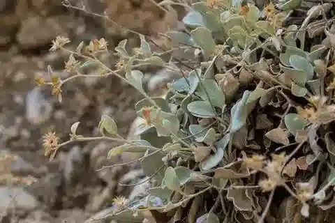 نبات البرطلون orientale في بيئته الطبيعية
