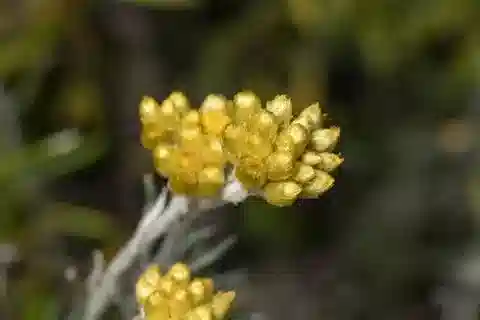 نبات البرطلون stoechas subsp. barrelieri في بيئته الطبيعية