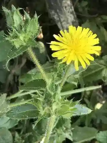 نبات الهيلمينثوتيكا echioides في بيئته الطبيعية