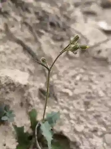 نبات الهيتيروديريس pusilla في بيئته الطبيعية