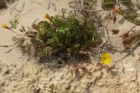نبات الهايوزيريس lucida subsp. lucida في بيئته الطبيعية