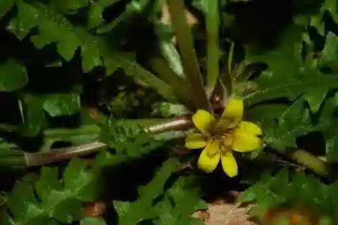 نبات الهايوزيريس scabra في بيئته الطبيعية