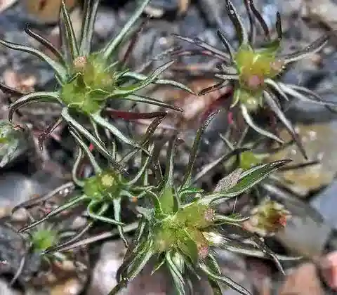 نبات الإفلوجة spicata subsp. albescens في بيئته الطبيعية