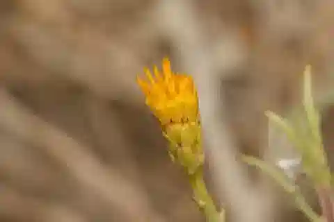نبات الإيفيونا mucronata في بيئته الطبيعية