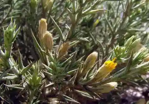نبات الإيفيونا scabra في بيئته الطبيعية