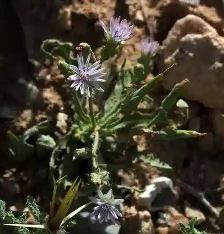 نبات الخسّ undulata في بيئته الطبيعية